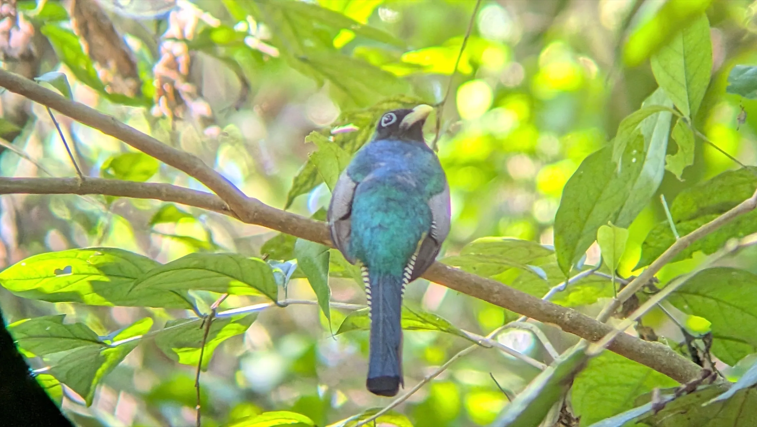 Birdwatching Safari from Drake Bay