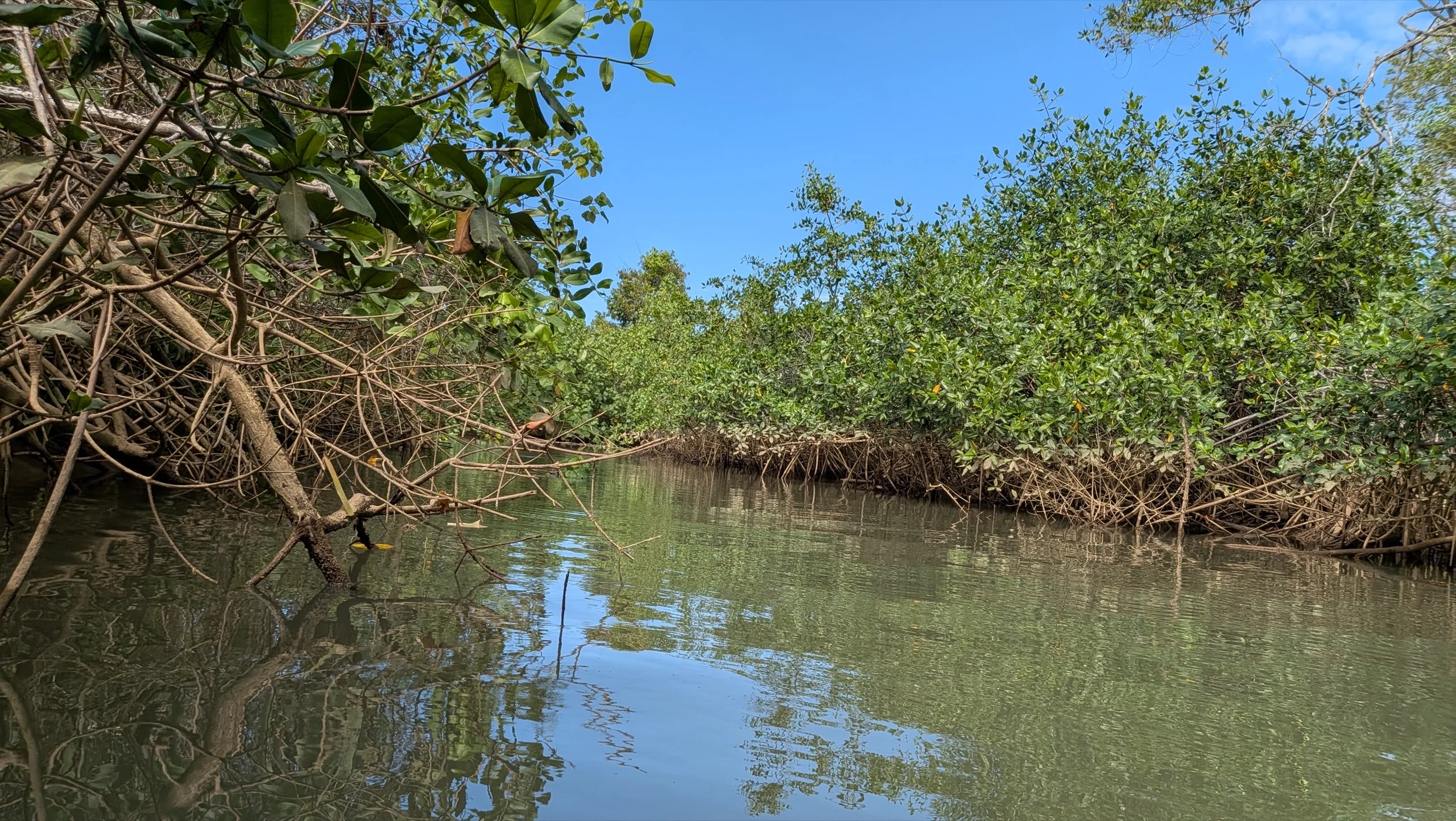 Sierpe Mangroves Tour from Drake Bay